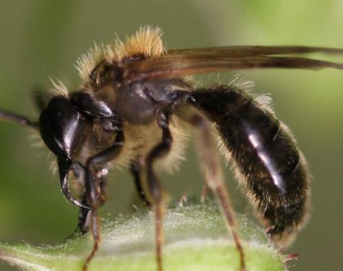 Andrena sp.